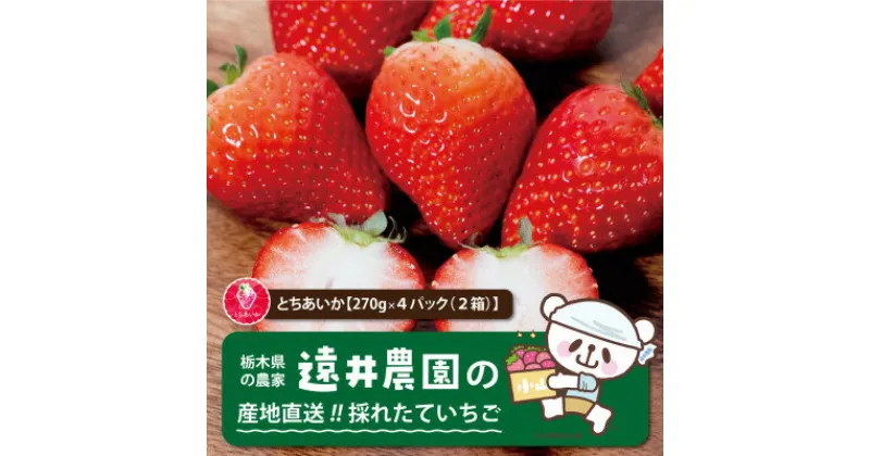 【ふるさと納税】産地直送!!栃木県遠井農園の美味しいとちあいか【270g×4パック(2箱)】【配送不可地域：離島】【1518939】