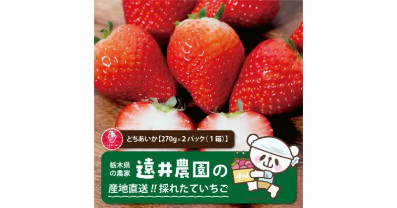 【ふるさと納税】産地直送!!栃木県遠井農園の美味しいとちあいか【270g×2パック(1箱)】【配送不可地域：離島】【1518940】