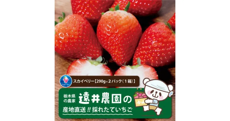 【ふるさと納税】産地直送!!栃木県遠井農園の美味しいスカイベリー【290g×2パック(1箱)】【配送不可地域：離島】【1518942】