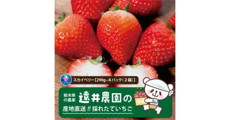 【ふるさと納税】産地直送!!栃木県遠井農園の美味しいスカイベリー【290g×4パック(2箱)】【配送不可地域：離島】【1518943】