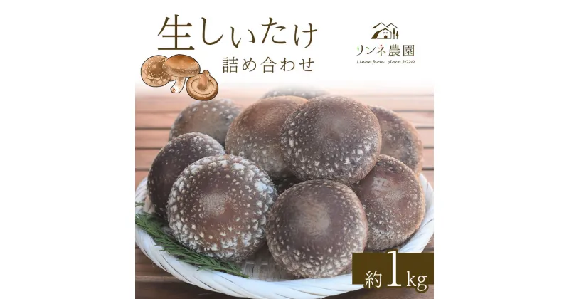 【ふるさと納税】しいたけ 生椎茸 生しいたけ詰め合わせ 約1kg | 栃木県 真岡市 送料無料 しいたけ 椎茸 生しいたけ 詰め合わせ きのこ キノコ