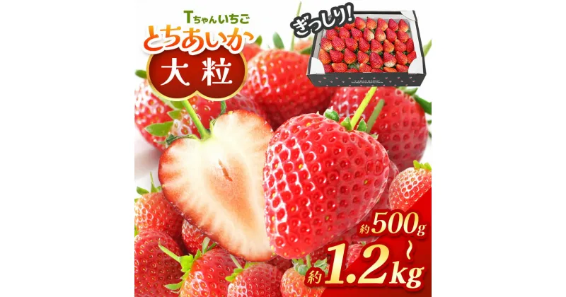 【ふるさと納税】 【先行予約】ぎっしり とちあいか 1.2kg 500g 大粒 ( サイズ 不揃い ) ＜ 発送期間：1月上旬～3月下旬 ＞ ｜ 苺 イチゴ ストロベリー 大きい 大粒 特大 旬 高級 産地直送 新鮮 果汁 甘い あまい 大容量 人気 評価 栃木県 真岡市 送料無料