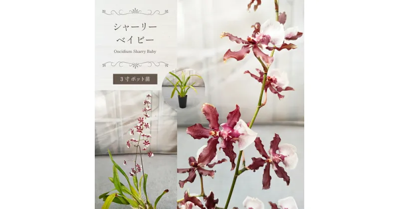 【ふるさと納税】シャーリーベイビー｜ 希少種 開花株 苗 栃木県 真岡市 送料無料 インテリア 花 はな