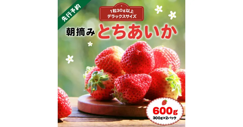 【ふるさと納税】厳選 朝摘み とちあいか 3L より 大きい デラックス 600g｜ 1月 2月 3月 苺 いちご イチゴ ストロベリー 厳選 手作り 特産品 美味しい おいしい 旨い 美味い 人気 旬 新鮮 フレッシュ ジューシー リピーター リピート 栃木県 真岡市 送料無料