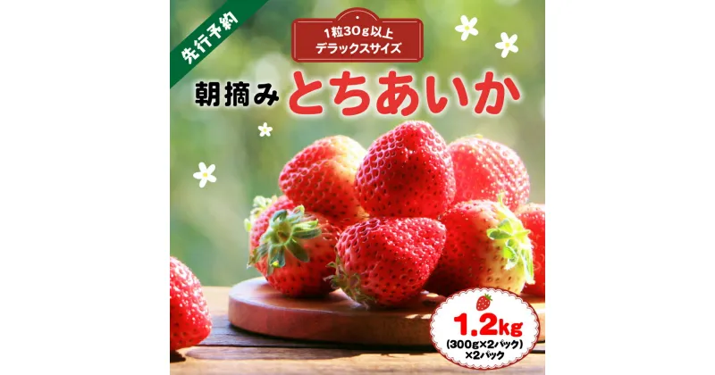 【ふるさと納税】厳選 朝摘み とちあいか 3L より 大きい デラックス 1.2kg｜1月 2月 3月 苺 いちご イチゴ ストロベリー 手作り 特産品 美味しい おいしい 旨い 美味い うまい 人気 旬 新鮮 フレッシュ ジューシー リピーター リピート 栃木県 真岡市 送料無料