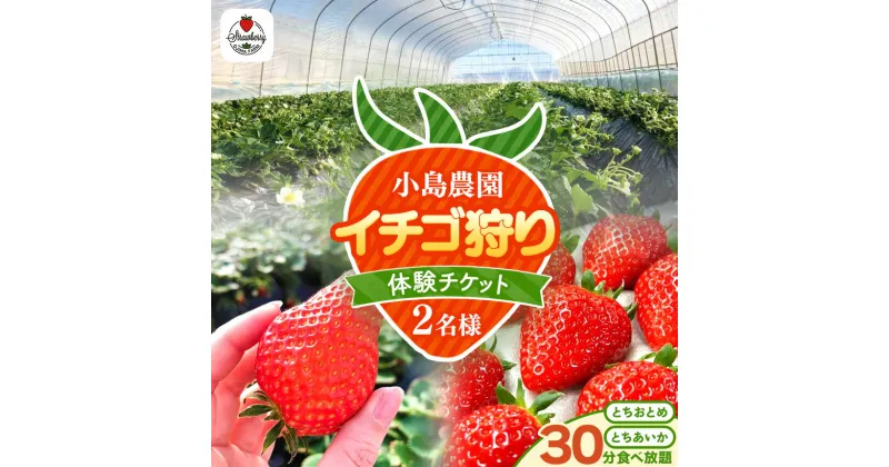 【ふるさと納税】小島農園いちご狩りチケット 2名｜体験 希少 柔らかい 果肉 大粒 ジューシー 果汁 いちご 苺 真岡 栃木県 送料無料