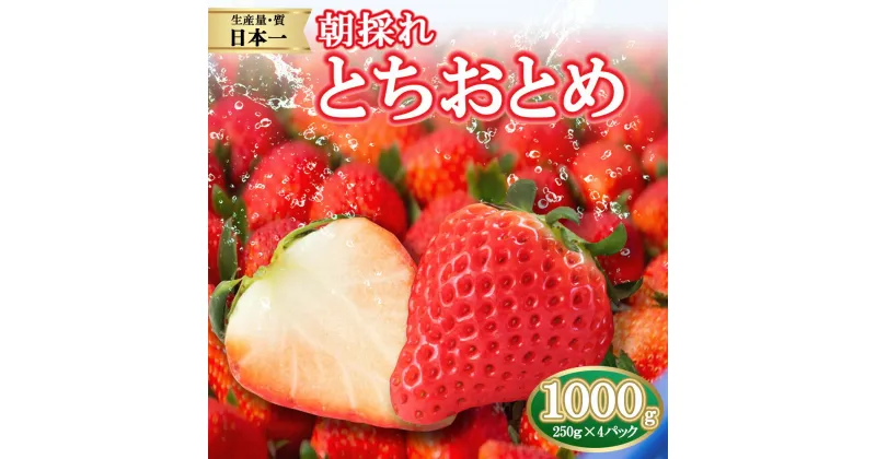 【ふるさと納税】【先行予約】朝採れ のいちご とちおとめ 1000g | 朝摘み とちおとめ いちご 苺 イチゴ ストロベリー 大きい 美味しい 果汁 甘い あまい 250g×4パック 人気 栃木県 真岡市 旬 送料無料