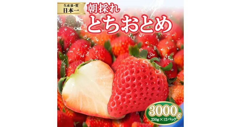 【ふるさと納税】【先行予約】朝採れのいちご とちおとめ 3000g | 朝摘み とちおとめ いちご 苺 イチゴ ストロベリー 大きい 美味しい 果汁 甘い あまい 250g×12パック 人気 栃木県 真岡市 旬 送料無料