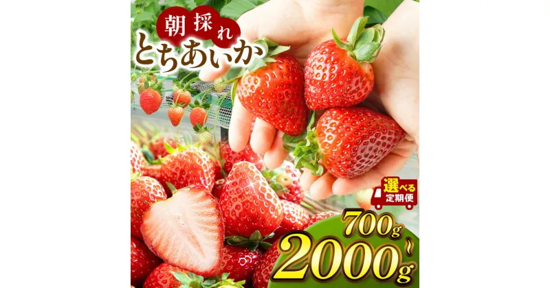 【先行予約】【ふるさと納税】朝採れとちあいか たっぷり1kg 1.4kg 2kg 贈答用700g | 朝採れ 新鮮 完熟 いちご 旬 とちあいか 苺 ストロベリー 高級 産地直送 果汁 甘い あまい 大容量 人気 高評価 減農薬 有機肥料 日本一 生産 生産量 産地 王国 栃木県 真岡市 送料無料