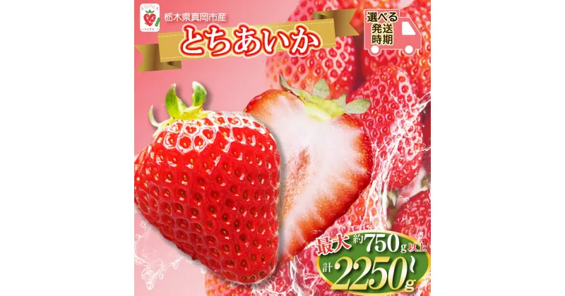 【ふるさと納税】 【先行予約】鮮度抜群！朝採れ 旬 の とちあいか 750g 1500g 2200g | 日本一 産地 冬 味覚 イチゴ ストロベリー 大きい ハート 愛 美味しい 果汁 甘い あまい 甘味 たっぷり 大容量 | 人気 レビュー リピート 栃木県 真岡市 送料無料