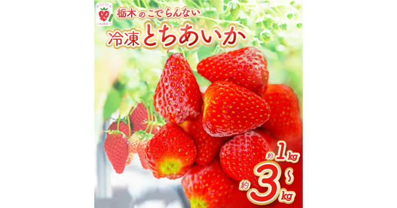 【ふるさと納税】栃木のこでらんない冷凍イチゴ（とちあいか） ｜ イチゴ いちご 苺 厳選 朝摘み 高糖度 栃木県 真岡市 冷凍いちご 日本一 送料無料