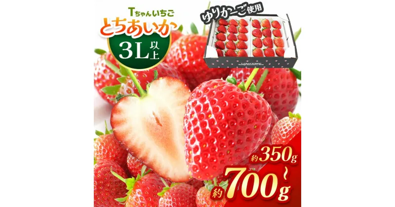 【ふるさと納税】 【先行予約】とちあいか3L以上ホール詰め 350g 700g ＜ 発送期間：1月上旬～3月下旬 ＞ ｜ いちご 苺 イチゴ ストロベリー フルーツ 果物 名産品 栃木県 真岡市