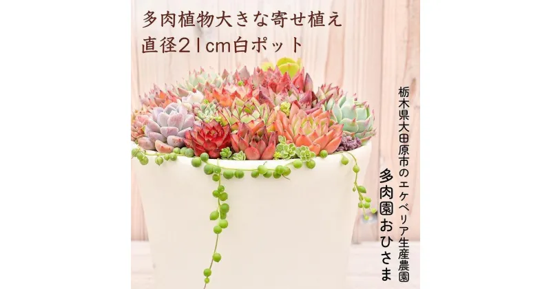 【ふるさと納税】【多肉植物】大きな寄せ植え直径21cm白ポット