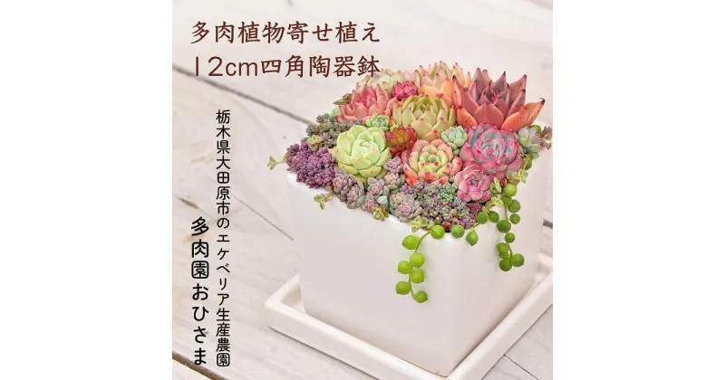 【ふるさと納税】【多肉植物】寄せ植え直径12cm四角陶器鉢