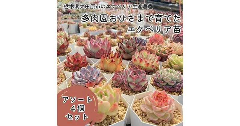 【ふるさと納税】【多肉植物】エケベリア苗アソート4個セット