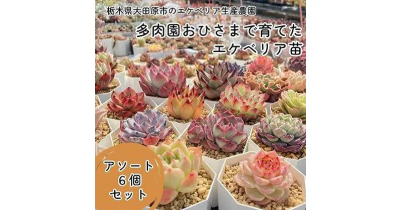 【ふるさと納税】【多肉植物】エケベリア苗アソート6個セット