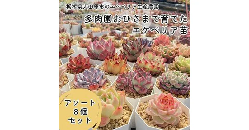 【ふるさと納税】【多肉植物】エケベリア苗アソート8個セット