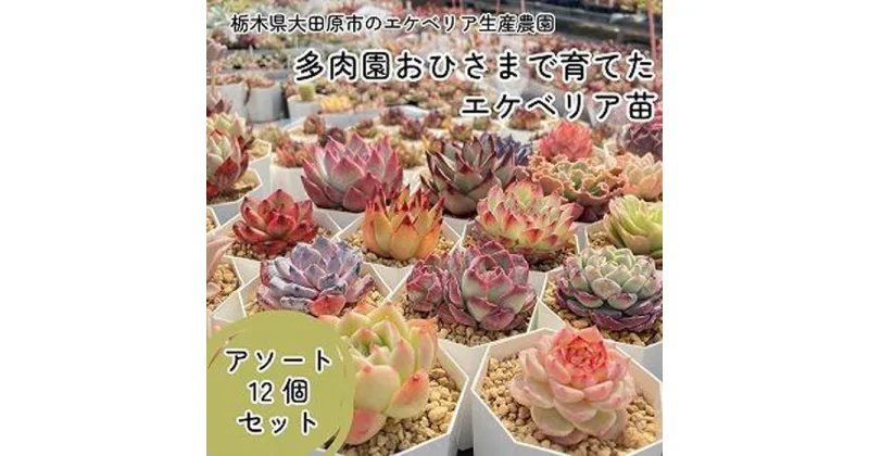 【ふるさと納税】【多肉植物】エケベリア苗アソート12個セット