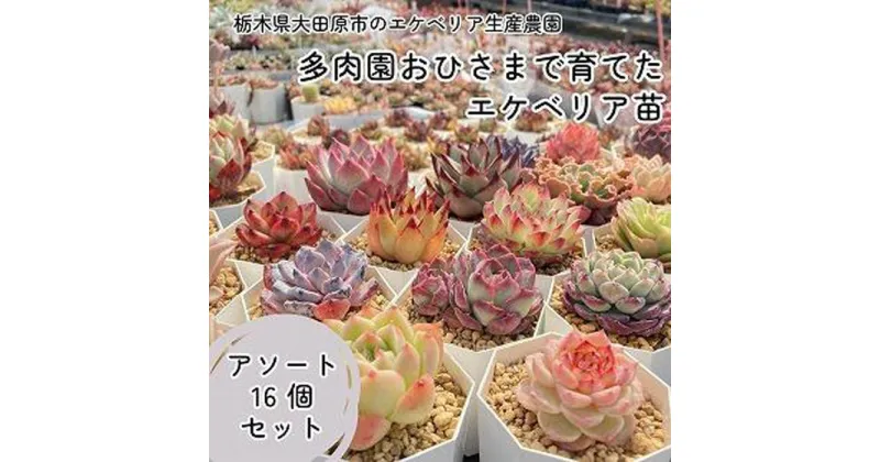 【ふるさと納税】【多肉植物】エケベリア苗アソート16個セット