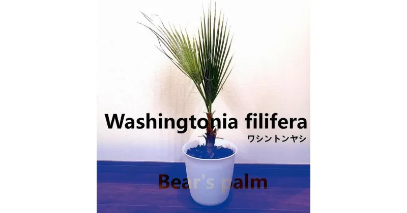 【ふるさと納税】ワシントンヤシ　Washingtonia filifera_栃木県大田原市生産品_Bear‘s palm | 植物 プラント 人気 おすすめ 送料無料