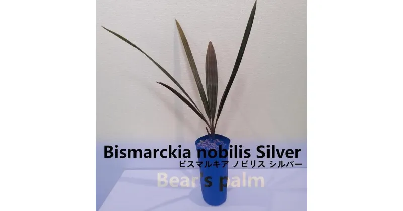 【ふるさと納税】ビスマルキアノビリスシルバー　Bismarckia nobilis Silver_栃木県大田原市生産品_Bear‘s palm | ヤシ ビスマルキア ドライガーデン 植物 プラント 人気 おすすめ 送料無料