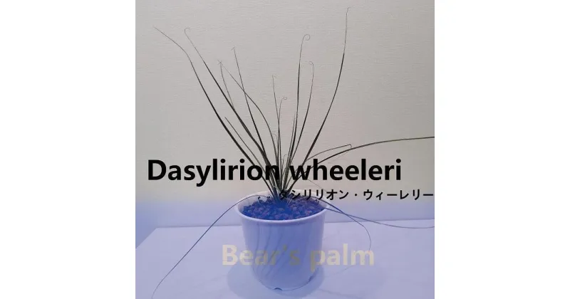 【ふるさと納税】ダシリリオン・ウィーレリ　Dasylirion wheeleri_栃木県大田原市生産品_Bear‘s palm | ダシリリオンウィーレリ ドライガーデン 植物 プラント 人気 おすすめ 送料無料