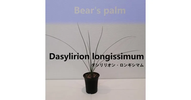 【ふるさと納税】ダシリリオン・ロンギシマム　Dasylirion longissimum_栃木県大田原市生産品_Bear‘s palm | ダシリリオンロンギシマム ドライガーデン 植物 プラント 人気 おすすめ 送料無料