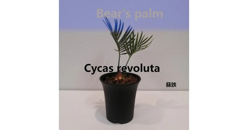 【ふるさと納税】蘇鉄　Cycas revoluta_栃木県大田原市生産品_Bear‘s palm | 植物 プラント 人気 おすすめ 送料無料