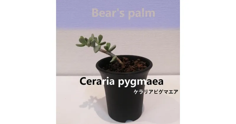 【ふるさと納税】ケラリアピグマエア挿し木　Ceraria pygmaea_栃木県大田原市生産品_Bear‘s palm | 植物 プラント 人気 おすすめ 送料無料