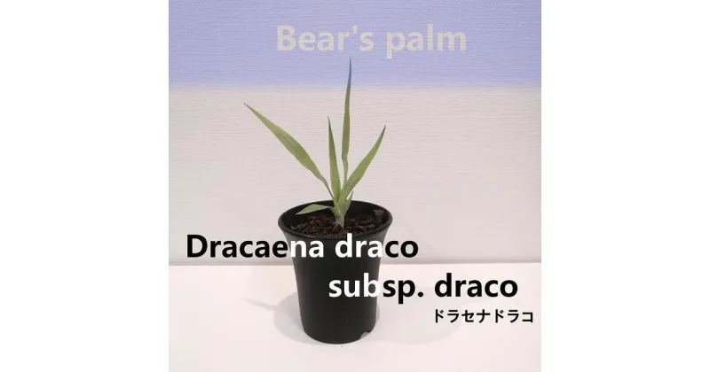 【ふるさと納税】ドラセナドラコ　Dracaena draco subsp.draco_栃木県大田原市生産品_Bear‘s palm | 植物 プラント 人気 おすすめ 送料無料