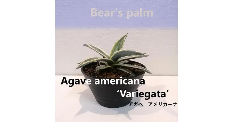 【ふるさと納税】アガベアメリカーナ　Agave americana Variegata_栃木県大田原市生産品_Bear‘s palm | 植物 プラント 人気 おすすめ 送料無料