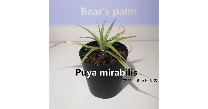 【ふるさと納税】プヤ・ミラビリス　Puya mirabilis_栃木県大田原市生産品_Bear‘s palm | プヤ　ミラビリス 植物 プラント 人気 おすすめ 送料無料