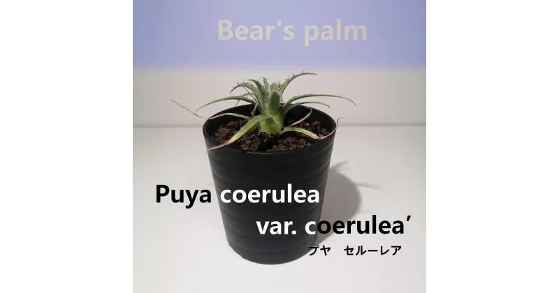 【ふるさと納税】プヤ・セルーレア　puya coerulea var. coerulea_栃木県大田原市生産品_Bear‘s palm | プヤ　セルーレア 植物 プラント 人気 おすすめ 送料無料