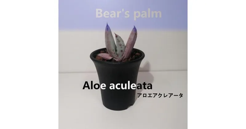 【ふるさと納税】アロエ・アクレアータ　Aloe aculeata_栃木県大田原市生産品_Bear‘s palm | アロエ アクレアータ 植物 プラント 人気 おすすめ 送料無料