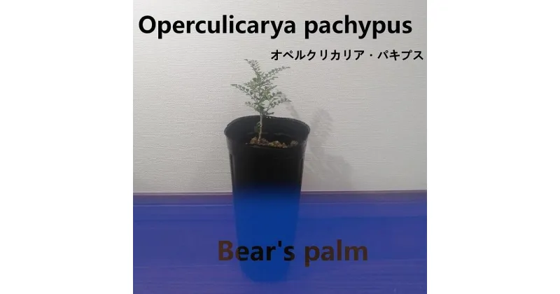 【ふるさと納税】オペルクリカリアパキプス　Operculicarya pachypus_栃木県大田原市生産品_Bear‘s palm | 塊根植物 codex オペルクリカリアパキプス 植物 プラント 人気 おすすめ 送料無料