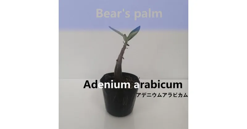 【ふるさと納税】アデニウムアラビカム　Adenium arabicum_栃木県大田原市生産品_Bear‘s palm | 塊根植物 codex アデニウムアラビカム　アデニウム 植物 プラント 人気 おすすめ 送料無料