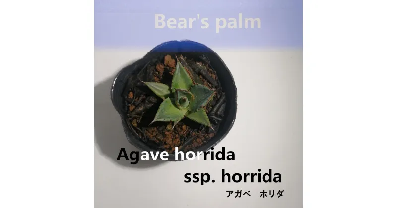 【ふるさと納税】アガベ ホリダ　Agave horrida ssp. horrida_栃木県大田原市生産品_Bear‘s palm | アガベ ホリダ ドライガーデン　植物 プラント 人気 おすすめ 送料無料