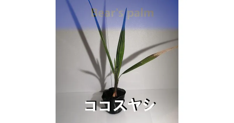 【ふるさと納税】ココスヤシ_栃木県大田原市生産品_Bear‘s palm | ヤシ ココスヤシ ドライガーデン 植物 プラント 人気 おすすめ 送料無料