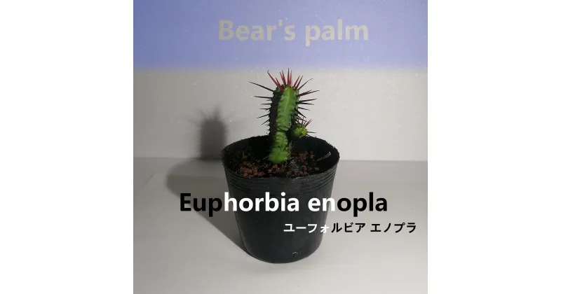 【ふるさと納税】ユーフォルビアエノプラ　Euphorbia enopla_栃木県大田原市生産品_Bear‘s palm | 塊根植物 codex ユーフォルビア　エノプラ　紅彩閣 植物 プラント 人気 おすすめ 送料無料