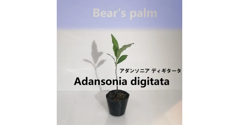 【ふるさと納税】アダンソニア ディギタータ　Adansonia digitata_栃木県大田原市生産品_Bear‘s palm | 塊根植物 codex バオバブ　アダンソニアディキタータ 植物 プラント 人気 おすすめ 送料無料