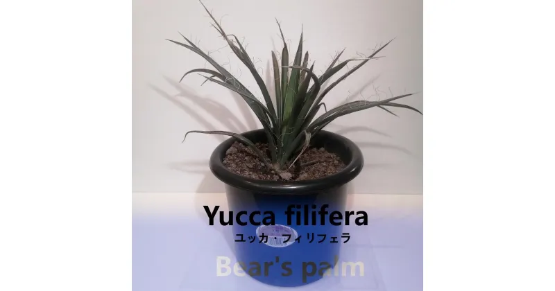 【ふるさと納税】ユッカフィリフェラ　Yucca filifera_栃木県大田原市生産品_Bear‘s palm | ユッカフィリフェラ ドライガーデン 植物 プラント 人気 おすすめ 送料無料