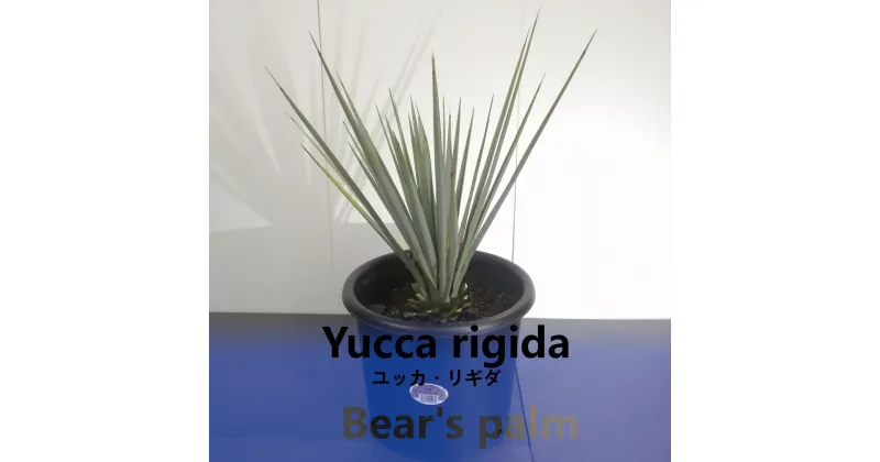 【ふるさと納税】ユッカ リギダ　Yucca rigida_栃木県大田原市生産品_Bear‘s palm | ユッカリギダ ドライガーデン 植物 プラント 人気 おすすめ 送料無料