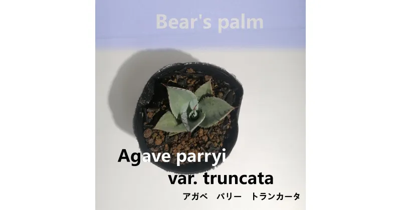 【ふるさと納税】アガベパリートランカータ　Agave parryi var. truncata_栃木県大田原市生産品_Bear‘s palm | アガベ　パリー　トランカータ　ドライガーデン 植物 プラント 人気 おすすめ 送料無料