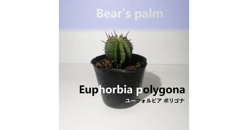 【ふるさと納税】ユーフォルビア ポリゴナ　Euphorbia polygona_栃木県大田原市生産品_Bear‘s palm | 塊根植物 codex ユーフォルビア　ポリゴナ　植物 プラント 人気 おすすめ 送料無料