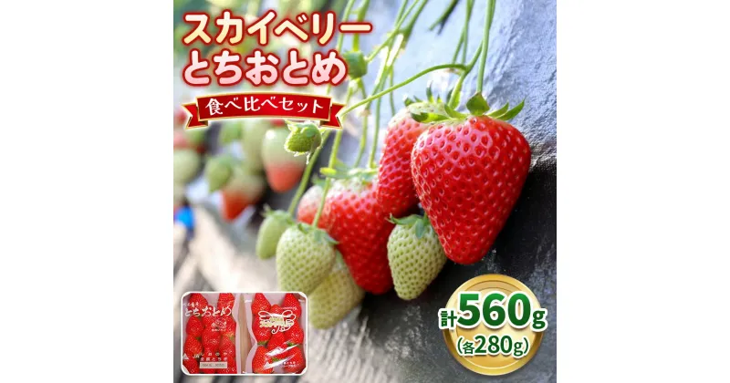 【ふるさと納税】スカイベリー×とちおとめ 食べ比べセット《12月中旬より順次発送》｜いちご 苺 フルーツ 果物 産地直送 [0560]