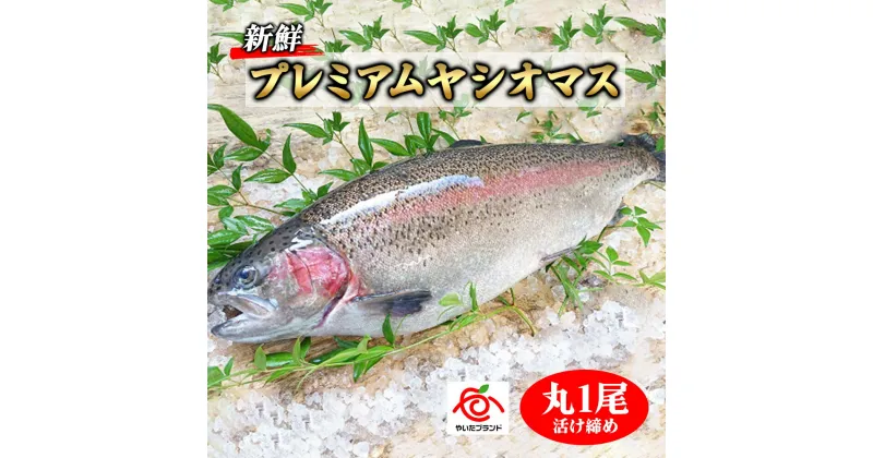 【ふるさと納税】栃木県のブランド魚「プレミアムヤシオマス」丸1尾 新鮮 活け締め｜鮮魚 鱒 国産 産地直送 [0355]