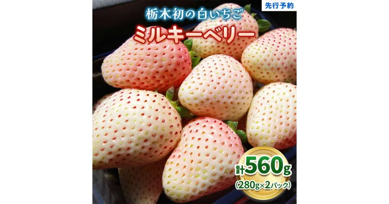 【ふるさと納税】栃木初の白いちご「ミルキーベリー」560g《12月中旬より順次発送》｜いちご 苺 イチゴ フルーツ 果物 産地直送 [0567]