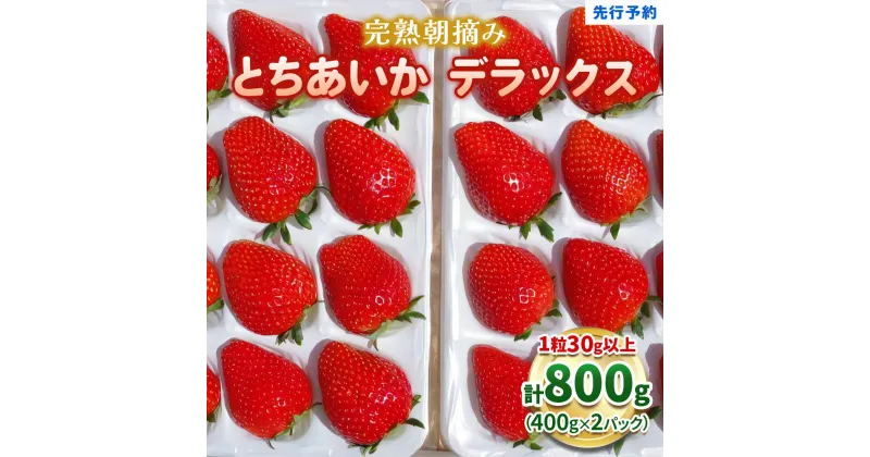 【ふるさと納税】澳原いちご農園の完熟朝摘みとちあいか デラックス《1月中旬より順次出荷》｜いちご 苺 フルーツ 果物 産地直送 [0509]