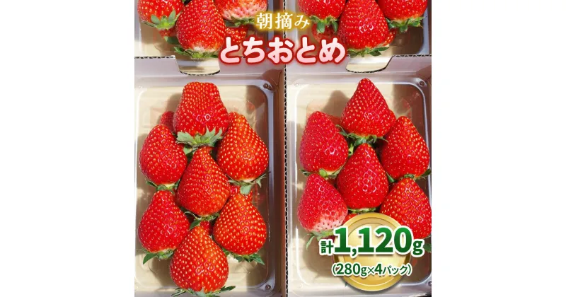 【ふるさと納税】澳原いちご農園の朝摘みとちおとめ｜イチゴ 苺 果物 果実 スイーツ 産地直送 [0535]