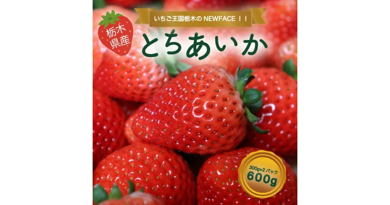 【ふるさと納税】とちあいか 600g [2024年12月初旬より順次発送予定] 朝獲れ新鮮 秘密にしたい美味しさ｜いちご イチゴ 苺 フルーツ 果物 産地直送 先行予約 栃木県産 [0588]